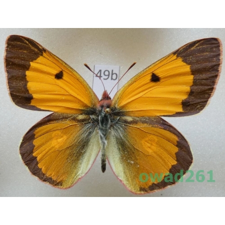 Colias fieldii Menetries, 1855 male China49b